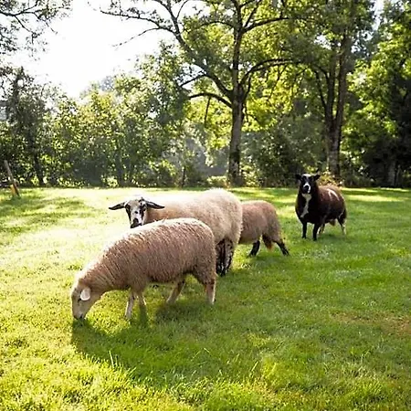 Nocleg ze śniadaniem Aux 2 Puys - 